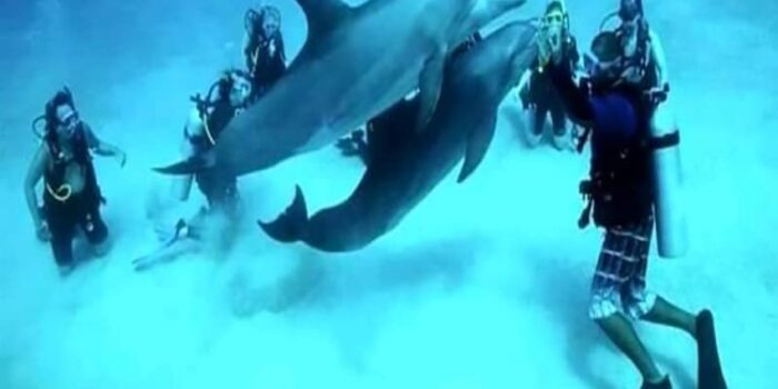 Scuba diving - Image 3