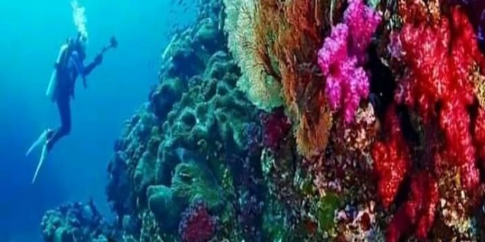 Scuba diving - Image 4