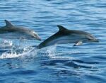 Dolphins in the Red Sea - Image 2