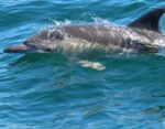 Dolphins in the Red Sea - Image 3