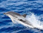 Dolphins in the Red Sea