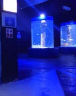 Grand Aquarium - Hurghada - Image 5