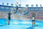 Dolphin World Show - Hurghada - Image 2