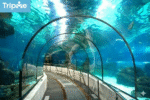 Grand Aquarium - Hurghada