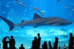 Grand Aquarium - Hurghada - Image 4